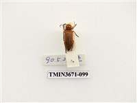 藏品(叩頭蟲(2))的圖片